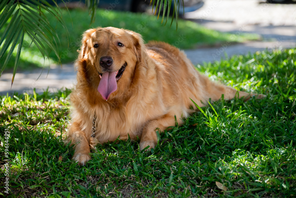 A golden retriever dog resting from a walk in a downtown square.