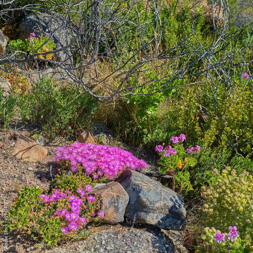 Above shot of purple drosanthemum floribundum succulent plants growing outside in their natural habitat. Nature has many species of flora and fauna. A bed of flowers in a thriving forest or woods photo