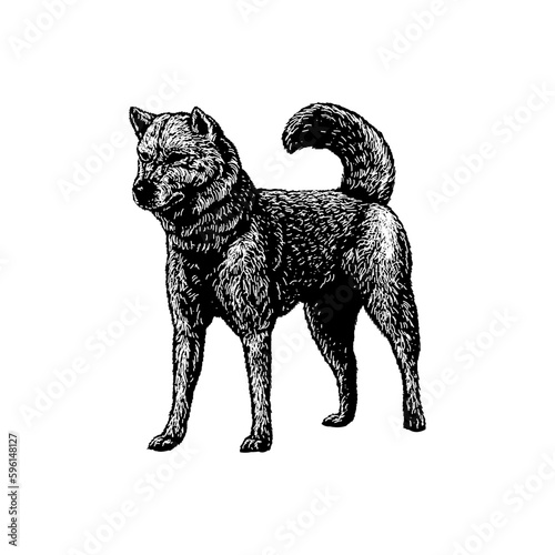 Εκτύπωση καμβά Kishu dog hand drawing vector isolated on background.