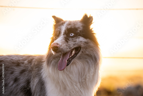 portrait of a dog (ID: 596148904)