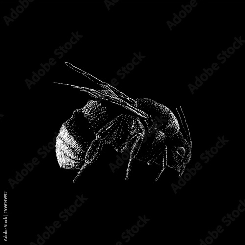 Vestal Cuckoo Bumblebee hand drawing vector isolated on black background.
