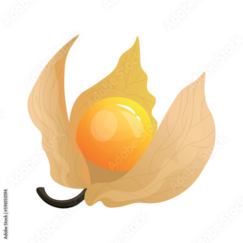 Exotic cape gooseberry on white background
