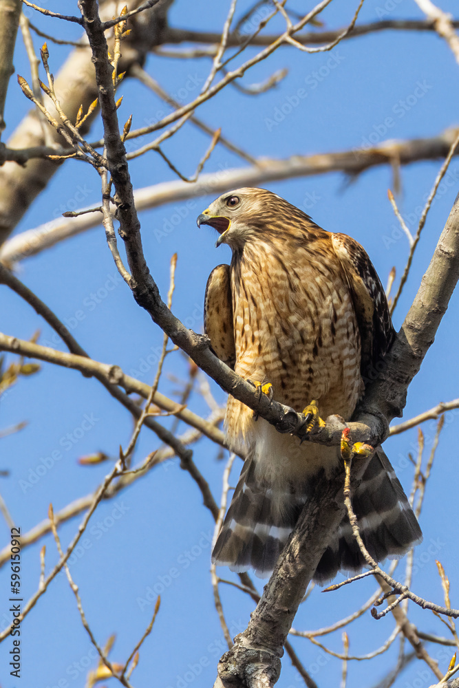 Red-shouldered hawk (Buteo lineatus) in spring Red-shouldered hawk (Buteo lineatus) in spring