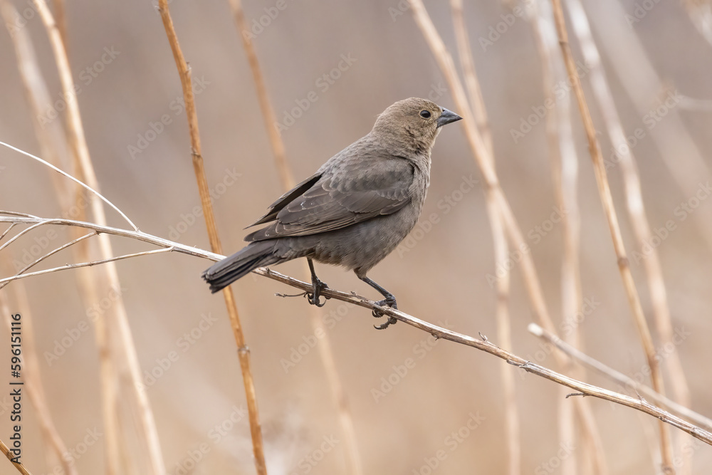 Naklejka premium Female brown-headed cowbird (Molothrus ater)