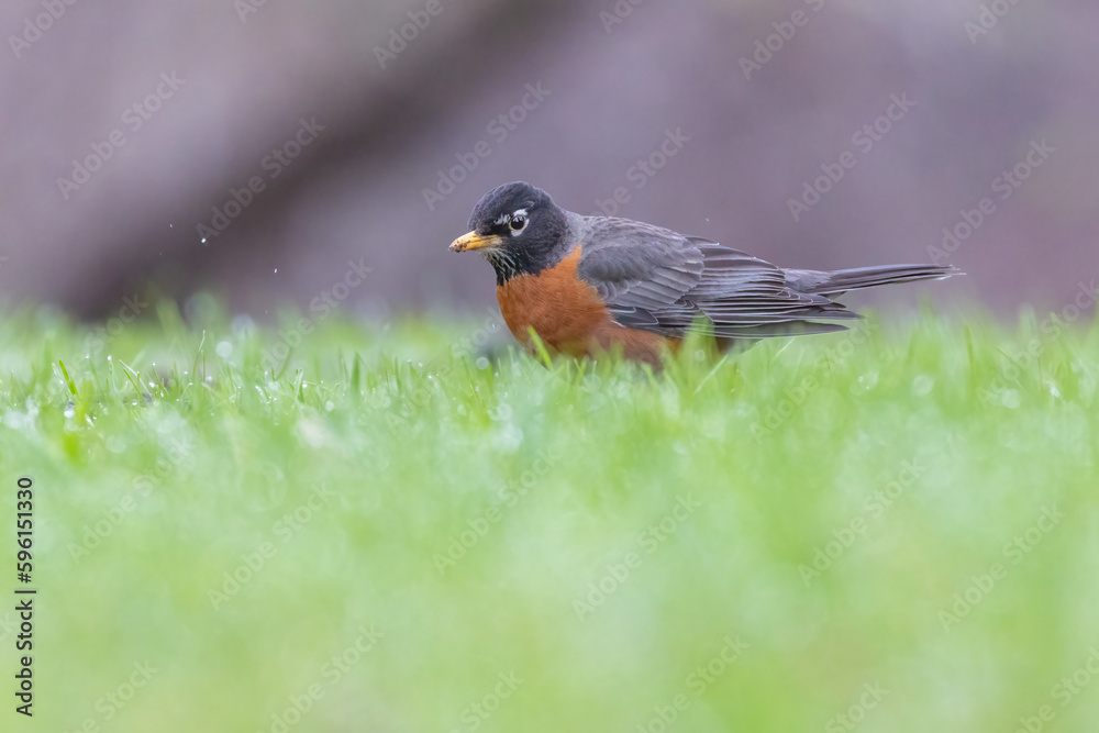 American robin in spring