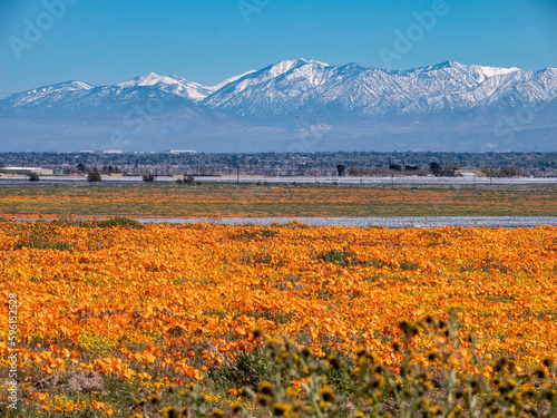 San Bernadino mountains and CA poppies photo