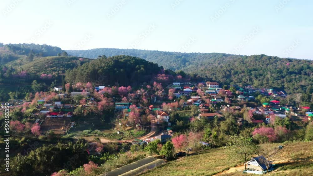 Aerial view drone fly over flower pink blossom Sakura flower or Prunus Cerasoides full bloom in Ban Rong Kla Village. Phu Lom Lo Mountain popular place for visit from tourism when pink sakura blossom Aerial view drone fly over flower pink blossom Sakura flower or Prunus Cerasoides full bloom in Ban Rong Kla Village. Phu Lom Lo Mountain popular place for visit from tourism when pink sakura blossom