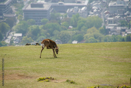 若草山の鹿 photo