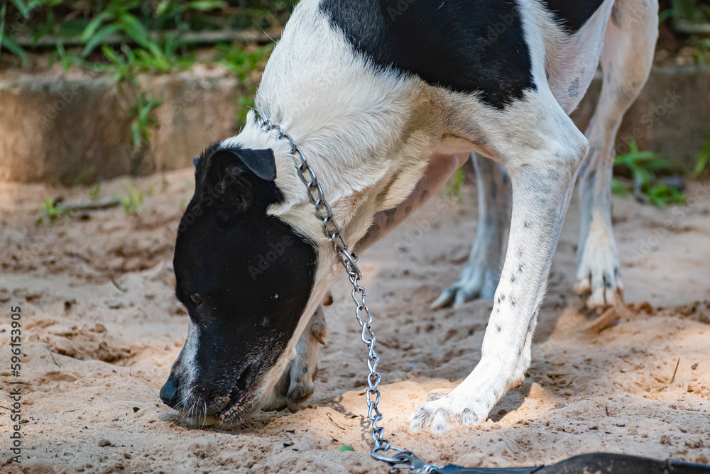 A mongrel dog being fed by a person in a square in the city center and looking for the cookie on sand. A mongrel dog being fed by a person in a square in the city center and looking for the cookie on sand.
