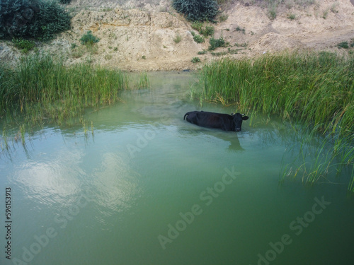 Cow watering in the river. Animal photography. green lake with reed. Rural scene