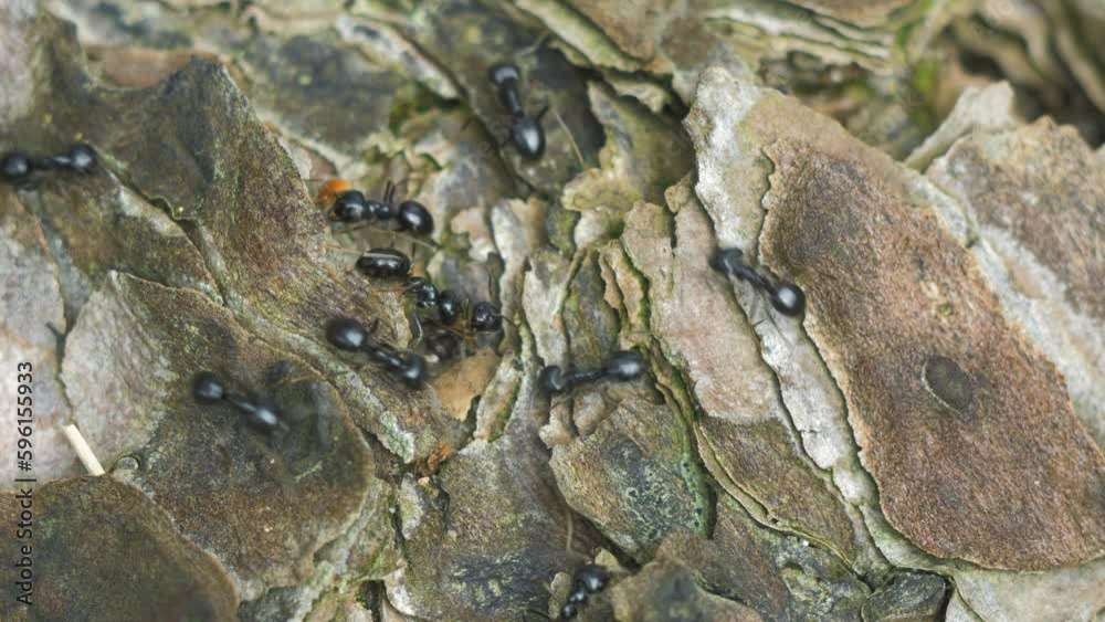 Silky ants (Formica Fusca) move on the nest, anthill with silky ants in spring, work and life of ants in an anthill, sunny day, closeup macro shot, shallow depth of field