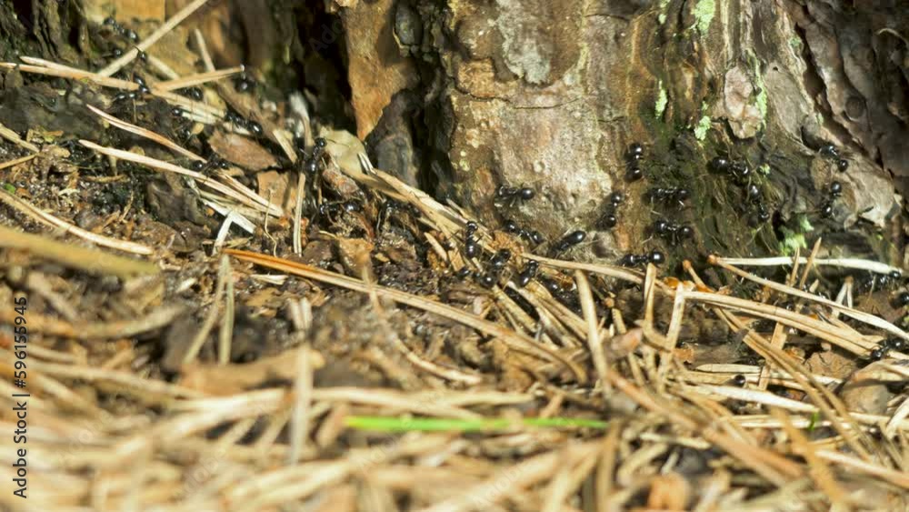 Silky ants (Formica Fusca) move on the nest, anthill with silky ants in spring, work and life of ants in an anthill, sunny day, closeup macro shot, shallow depth of field Silky ants (Formica Fusca) move on the nest, anthill with silky ants in spring, work and life of ants in an anthill, sunny day, closeup macro shot, shallow depth of field