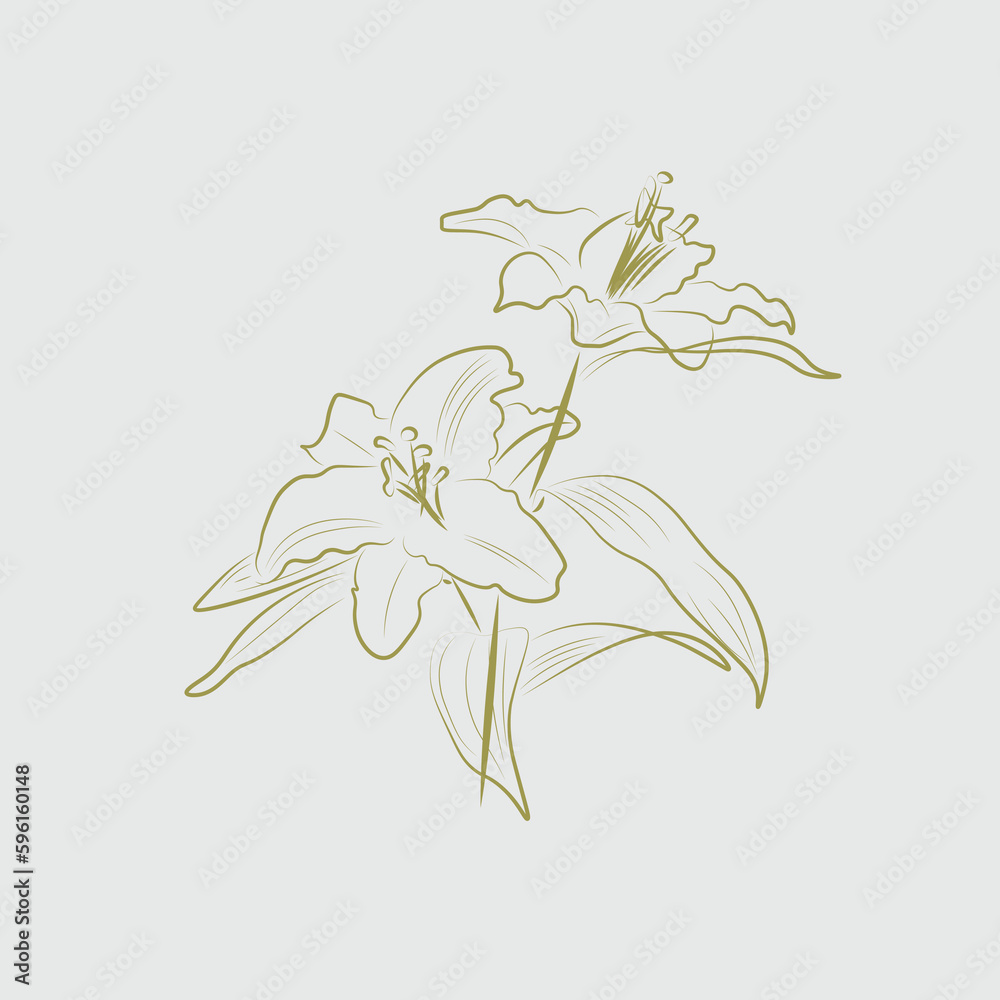 Lily Flower line art vector