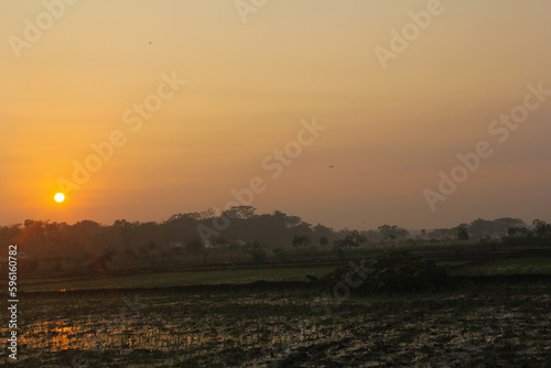 photo of the sunrise in the middle of the rice fields, during the golden hour