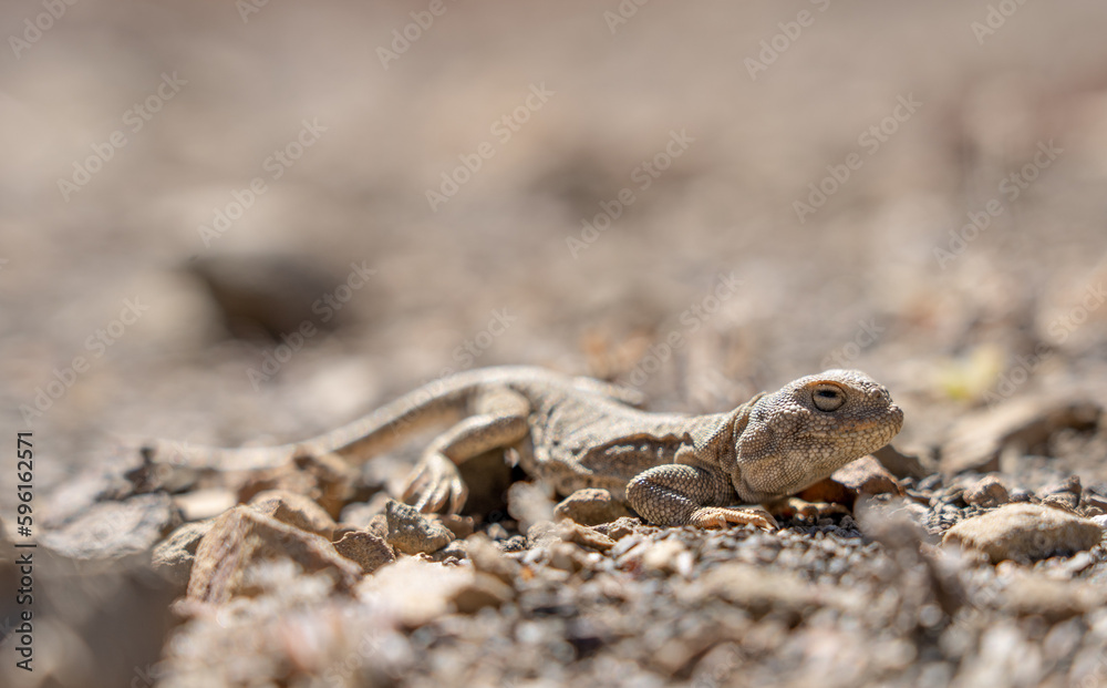 Lizard in the Desert Sand