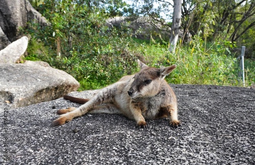A Rock Wallaby Lazing in the Sun photo