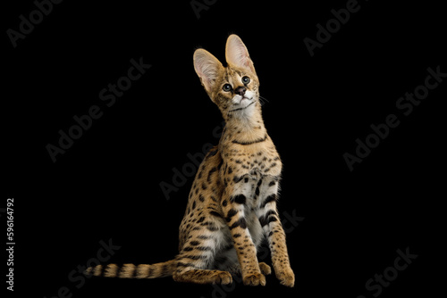 Funny Serval Cat, sitting and curious gaze isolated on Black piercing gaze stand out