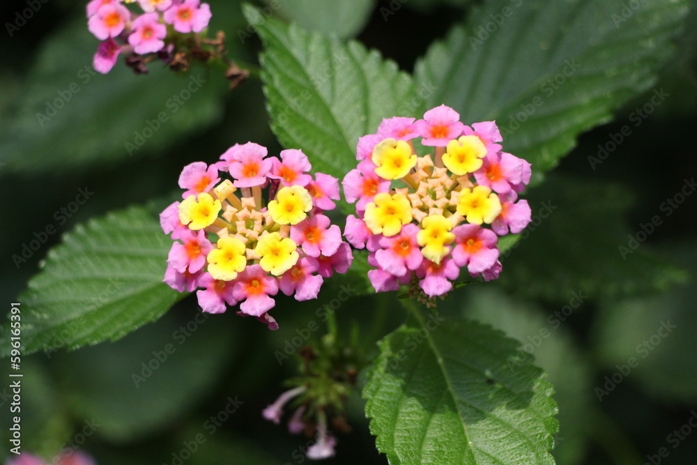 Flores primavera Flores primavera