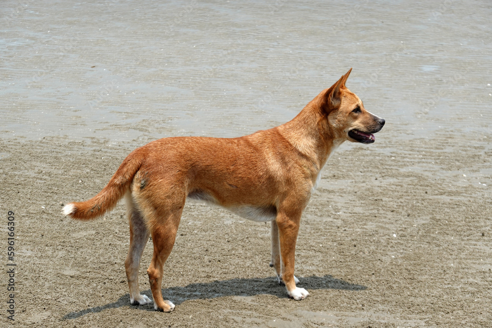 Red dog looking for ocean at the beach Red dog looking for ocean at the beach