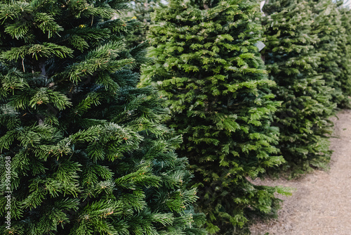 Fresh fir trees on Christmas fair