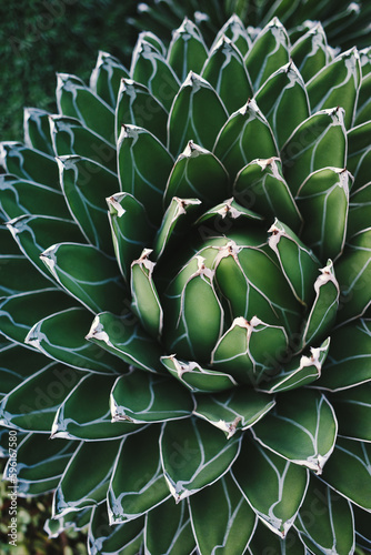 Close up rosettes green leaf succulent Queen Agave Victoriae Reginae