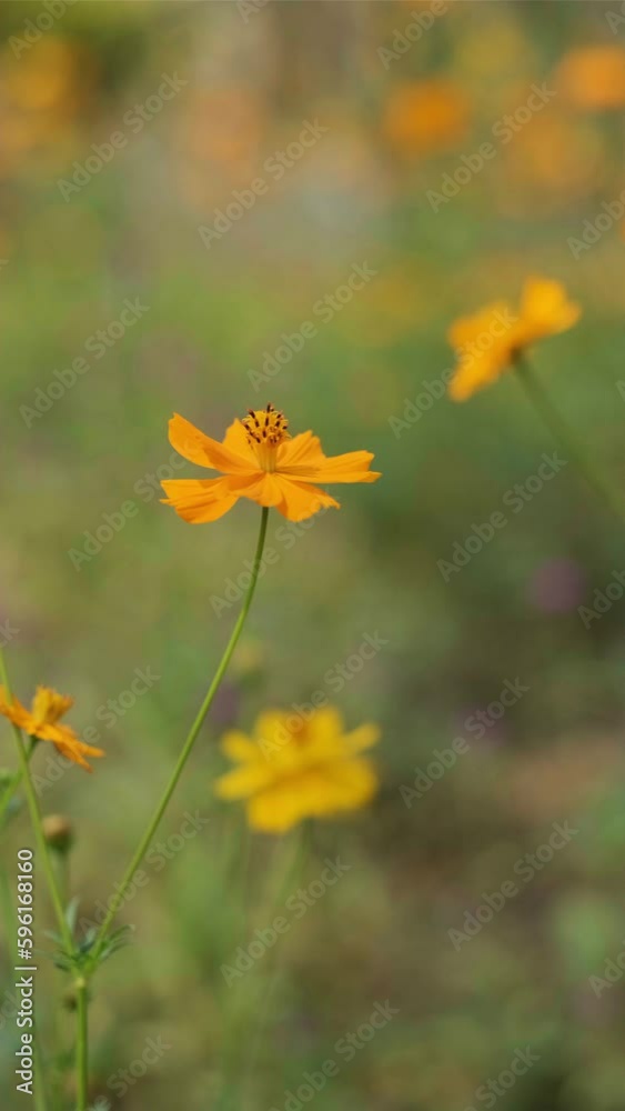 Beautiful cosmos flowers swaying in a garden with breeze vertical video. Beautiful cosmos flowers swaying in a garden with breeze vertical video.