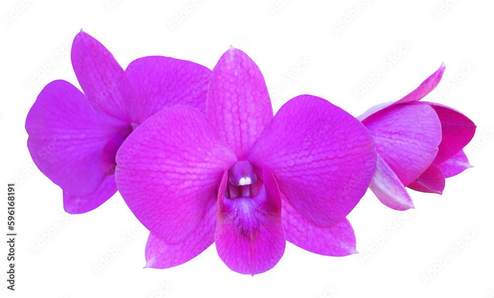 Pink orchid flower phalaenopsis isolated on transparent background Pink orchid flower phalaenopsis isolated on transparent background