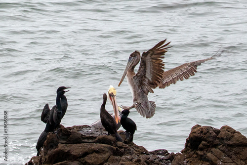 Pelican fight in flight on the central coast of Cambria California United States