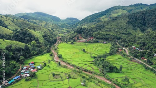 Aerial view drone flying over of agriculture in paddy rice fields for cultivation. Natural the texture background. Agriculture concept growing rice plants in nan province, Thailand. Footage b roll.