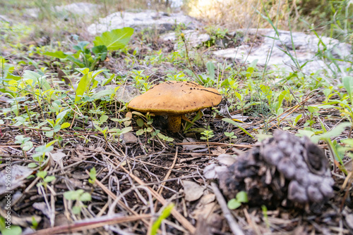 Young edible mushrooms - buttercup make their way through a layer of grass and needles in a coniferous forest, near the Safed city, in northern Israel
