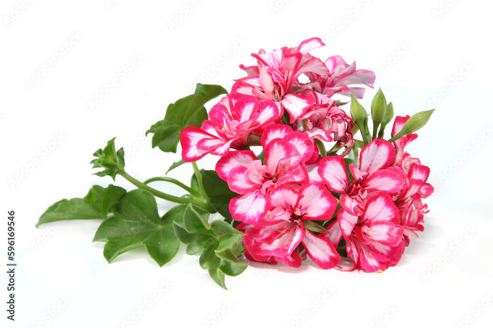 Obraz premium garden flowers on white background