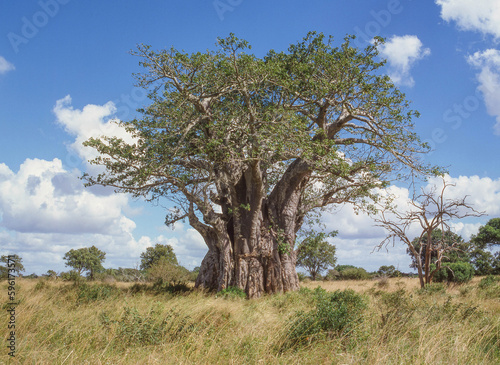 Baobab Tree in Kruger National Park photo