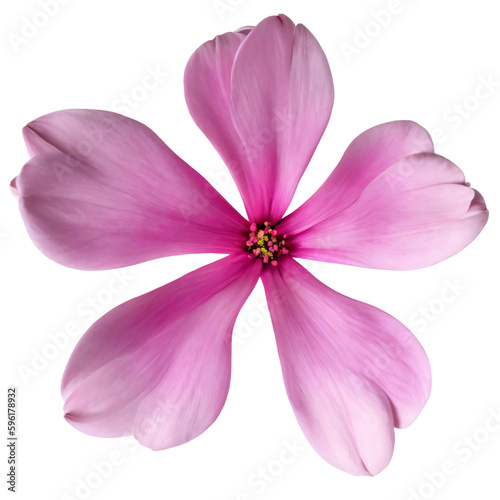 pink flower isolated on transparent background, png flower , rose colour, pink colour