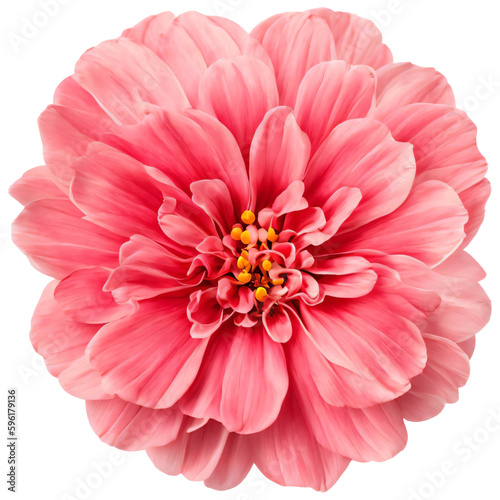 pink flower isolated on transparent background  png flower element  rose colour  pink colour