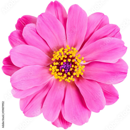 pink flower isolated on transparent background, png flower , rose colour, pink colour