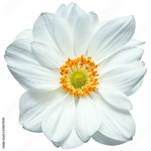 white flower isolated on transparent background  png flower element
