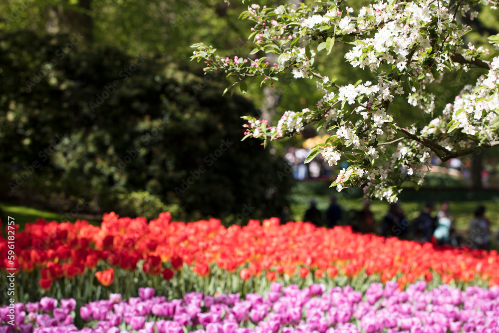 Blooming colorful tulips in flower-garden under sunshine. Tulips - symbol of Netherlands. Blooming colorful tulips in flower-garden under sunshine. Tulips - symbol of Netherlands.