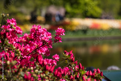 Blooming colorful tulips in flower-garden under sunshine. Tulips - symbol of Netherlands.