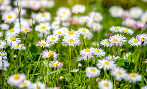 Fototapeta Naklejka Na Ścianę i Meble -  White small daisies blooming on grass background
