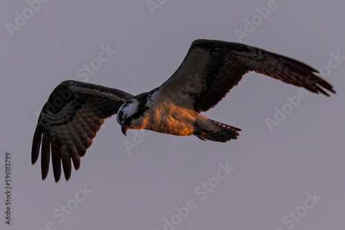 Wild osprey at a state park in Colorado. photo