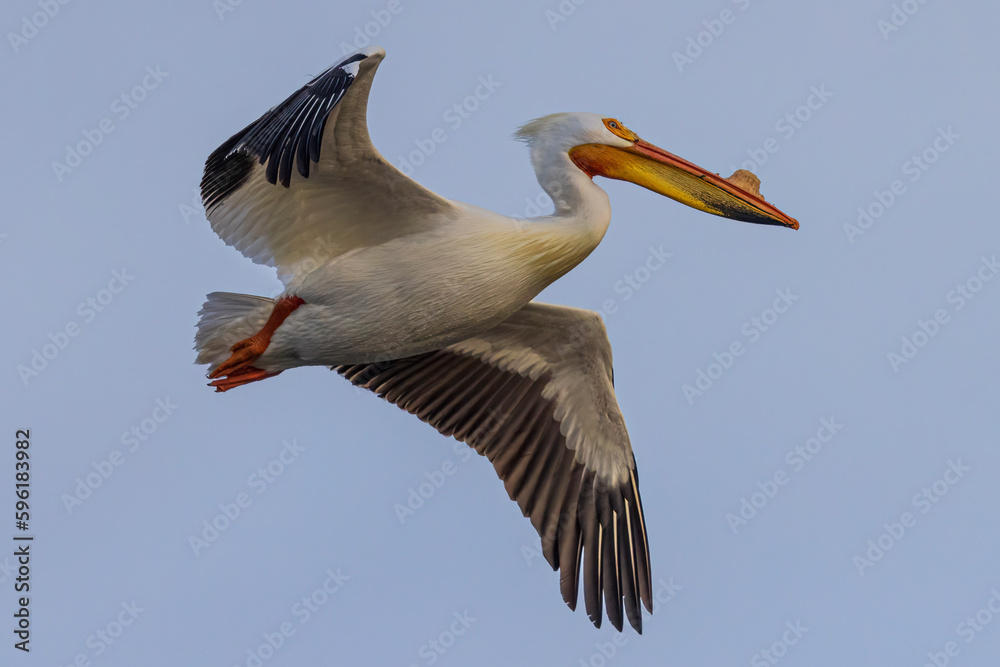Obraz premium A wild white pelican flying around a state park in Colorado.