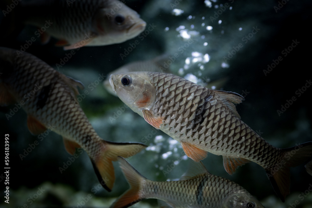 Fish in aquarium. The hampala barb (Hampala macrolepidota) is a relatively large southeast Asian species of cyprinid from the Mekong and Chao Phraya basins. Fish in aquarium. The hampala barb (Hampala macrolepidota) is a relatively large southeast Asian species of cyprinid from the Mekong and Chao Phraya basins.