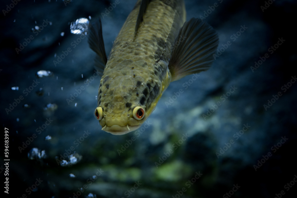 Fish swimming in aquarium.  The Emperor snakehead has the family trait of jutting jaw and dark front facing eyes. Colour is brown/gold-tinted  to dark brown with white belly.