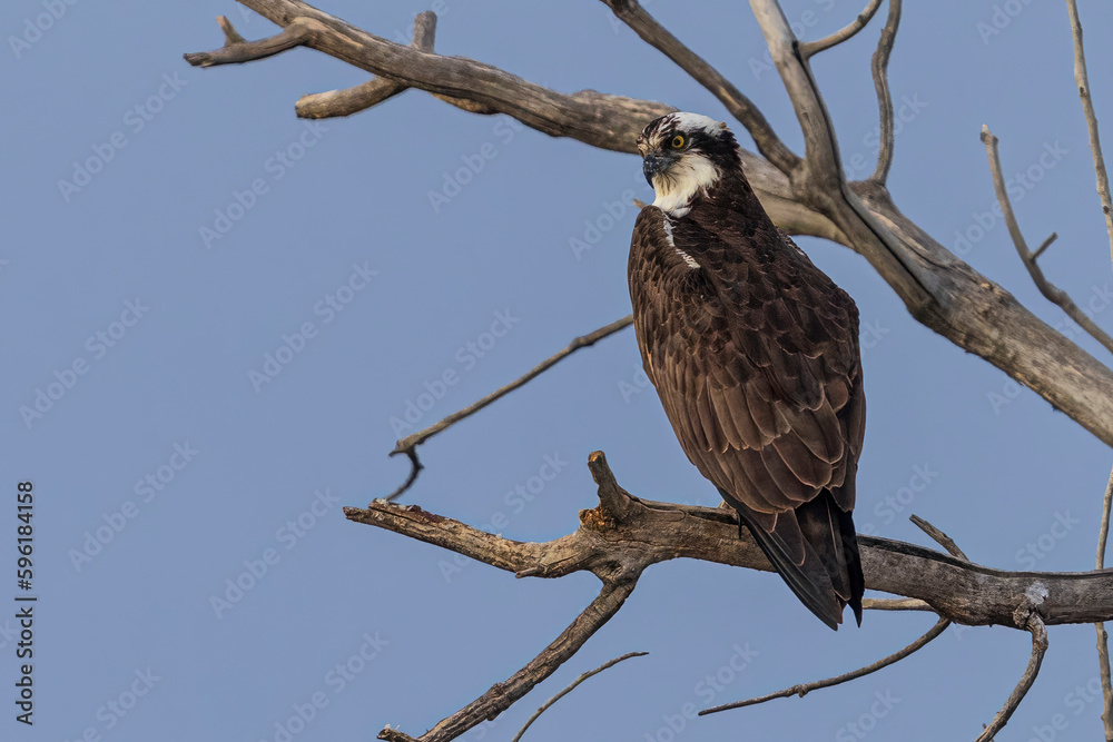 Wild osprey at a state park in Colorado. Wild osprey at a state park in Colorado.