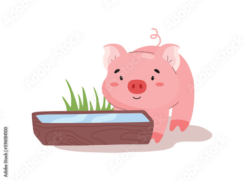 Cute pig drinking water, cartoon flat vector illustration isolated on white background.