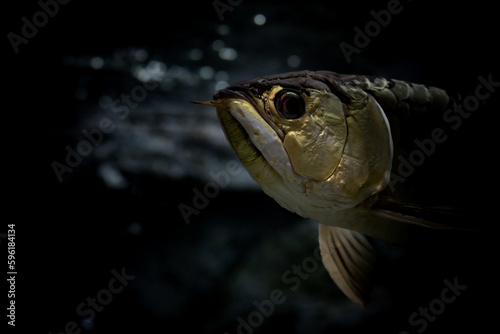 The Asian arowana (Scleropages formosus) comprises several phenotypic varieties of freshwater fish distributed geographically across Southeast Asia. photo