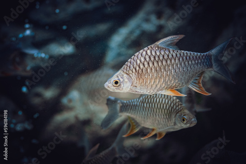 The Golden Belly Barb is a native Thailand freshwater fish which is indigenous to the Mekong River basin, Maeklong River and Chaophraya basin in Thailand.