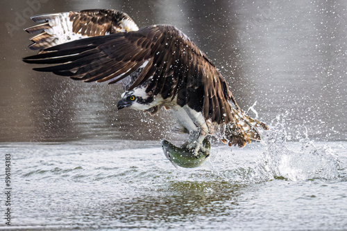 A wild osprey catching fish at a state park in Colorado. photo