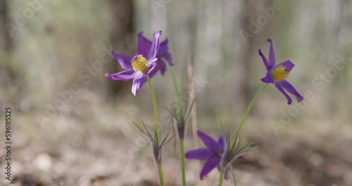 Wild purple crocuses blooming in their natural environment in the forest. Crocus heuffelianus.