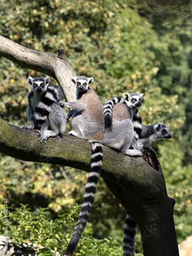 A group of Ring-tailed Lemurs, Lemur catta, sit on a trunk and look around.